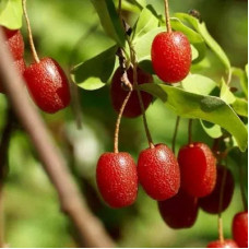 Гумі Гранде